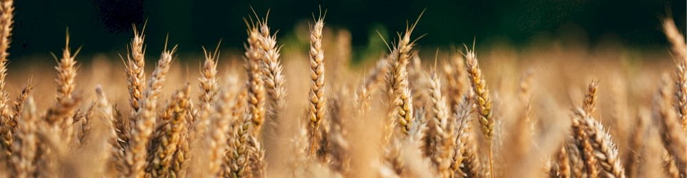 Tarımsal Destekleme Ödemeleri Üzerinden Tahsil Edilen Verginin İadesine İlişkin 316 Seri Nolu Gelir Vergisi Genel Tebliği Resmi Gazete’de Yayımlanmıştır
